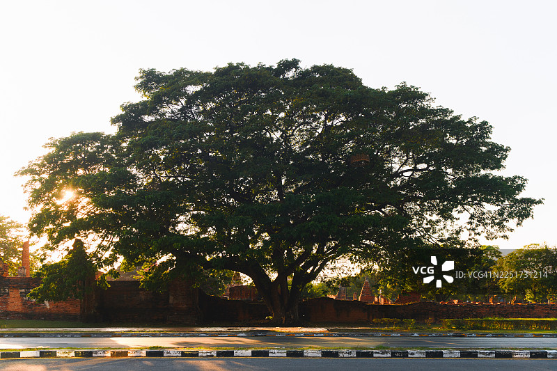 泰国大城府玛哈泰寺遗址内的大树，沐浴在阳光下图片素材