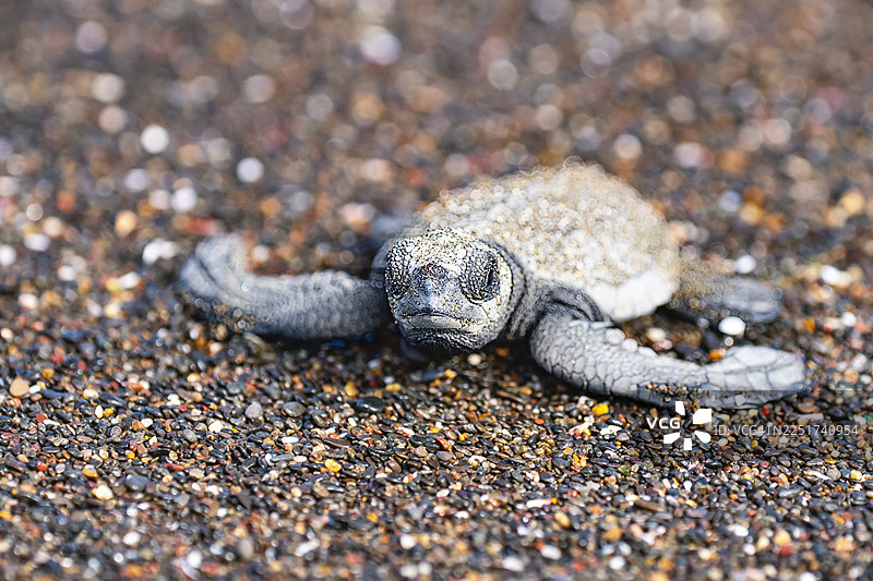 哥斯达黎加奥斯蒂奥纳尔海滩上的太平洋丽龟幼龟图片素材
