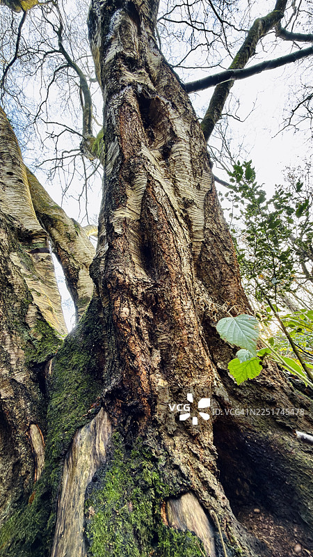 林地景象 - 林地里树干上长满苔藓的野生樱桃树，两旁是树木组成的林荫道图片素材