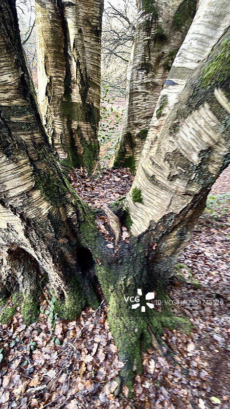 林地秋景 - 银桦落叶乔木，树干上长有苔藓图片素材