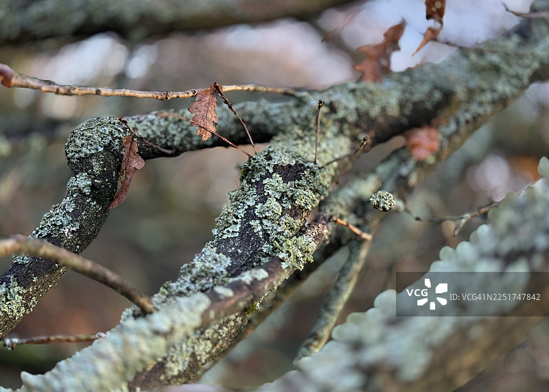 被感染的橡树枝图片素材