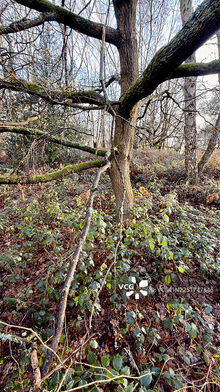 冬季的英国橡树图片素材