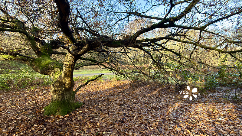 冬季的欧洲山毛榉树，周围散落着秋季腐烂的落叶图片素材