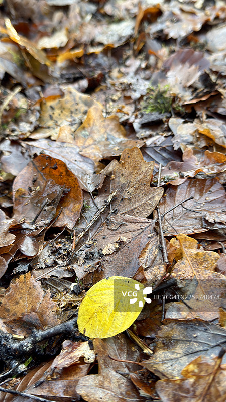 秋天的落叶在林地上腐烂图片素材