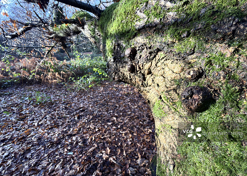 长满苔藓和黑保加利亚蘑菇的树干图片素材
