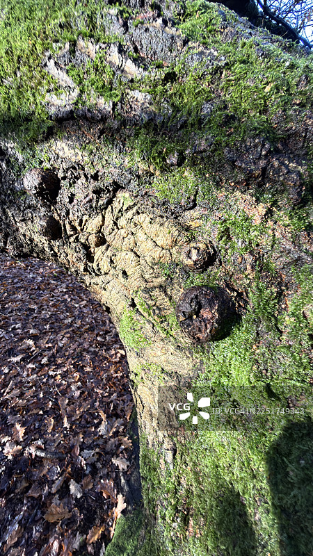 长满苔藓和黑牛肝菌的树干图片素材