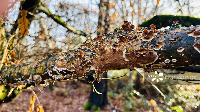 树枝上覆盖着严重的毛状幕壳真菌图片素材