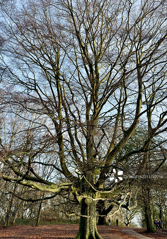 冬季的巨大山毛榉树，落叶后无叶图片素材