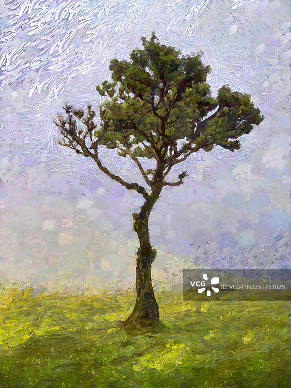 绘画效果，黎明时分，薄雾中的孤独的树的风景图片素材