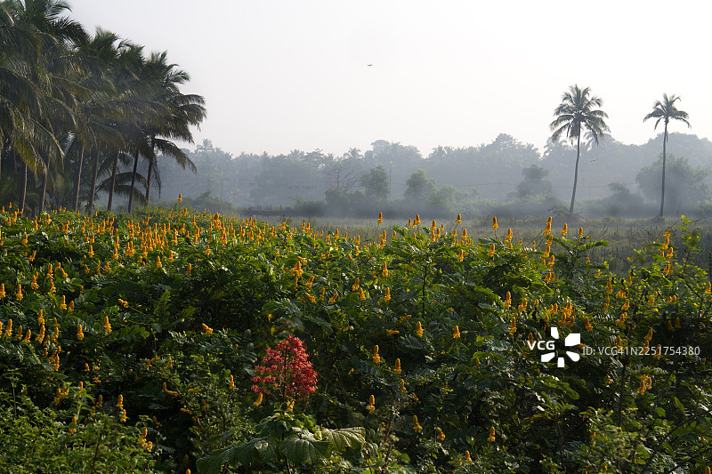 印度南果阿卡维洛辛村的清晨景色。图片素材