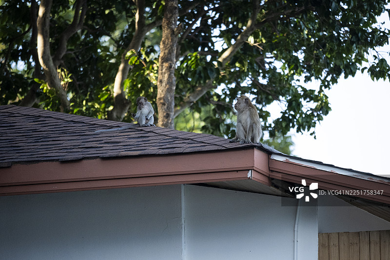 一群猴子在度假村屋顶上寻找食物，展现了人类活动的影响，泰国丽贝岛。图片素材