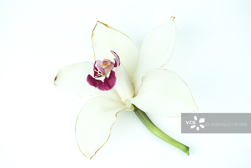 优雅的白色兰花，粉色花心，背景柔和，工作室拍摄，强调精致的花瓣、清新与自然之美图片素材