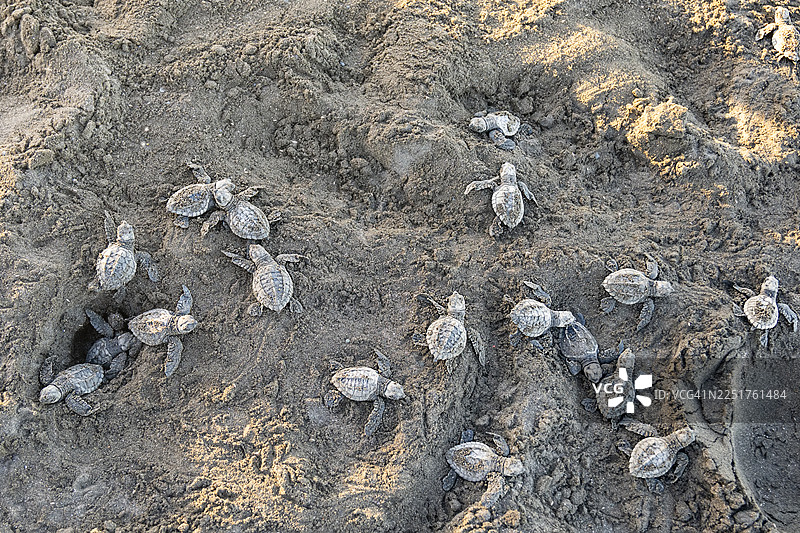 太平洋丽龟幼龟在奥斯蒂奥纳尔海滩的巢穴中孵化而出图片素材