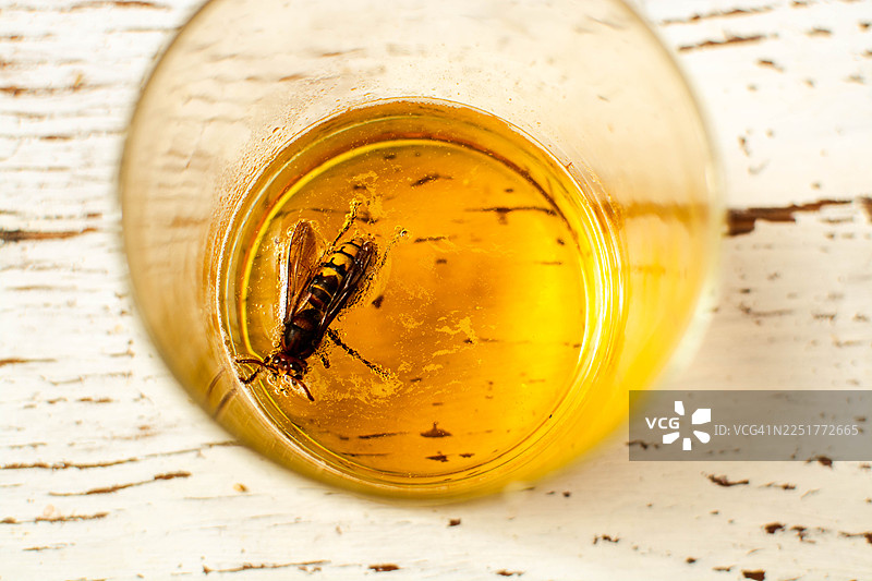 黄蜂溺毙于甜味液体陷阱图片素材
