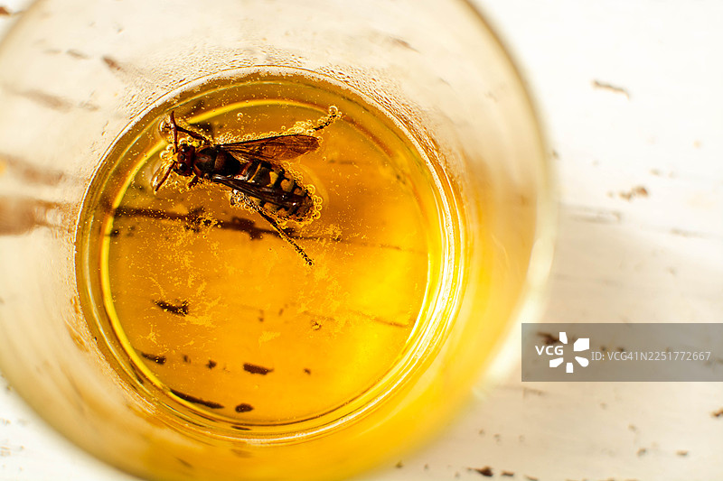黄蜂溺死在甜味液体饮料陷阱中图片素材