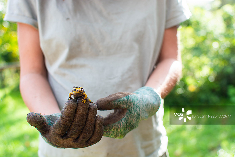 戴着手套的手上托着一只小火蝾螈图片素材