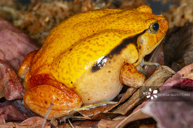 番茄蛙 - 马达加斯加图片素材