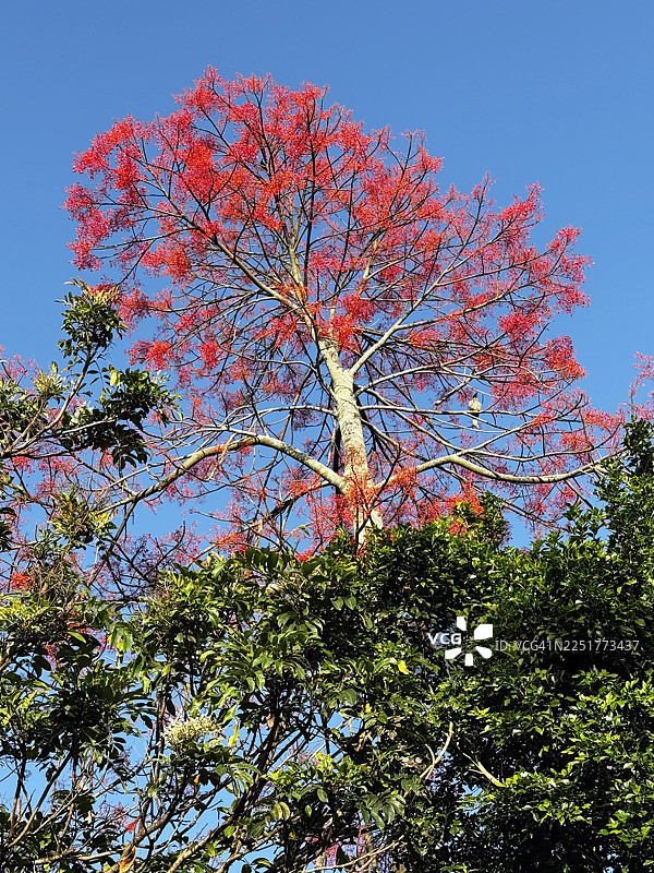 澳大利亚火焰树 - 掌叶梧桐图片素材