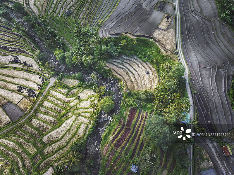 印度尼西亚巴厘岛加蒂鲁维稻田梯田图片素材