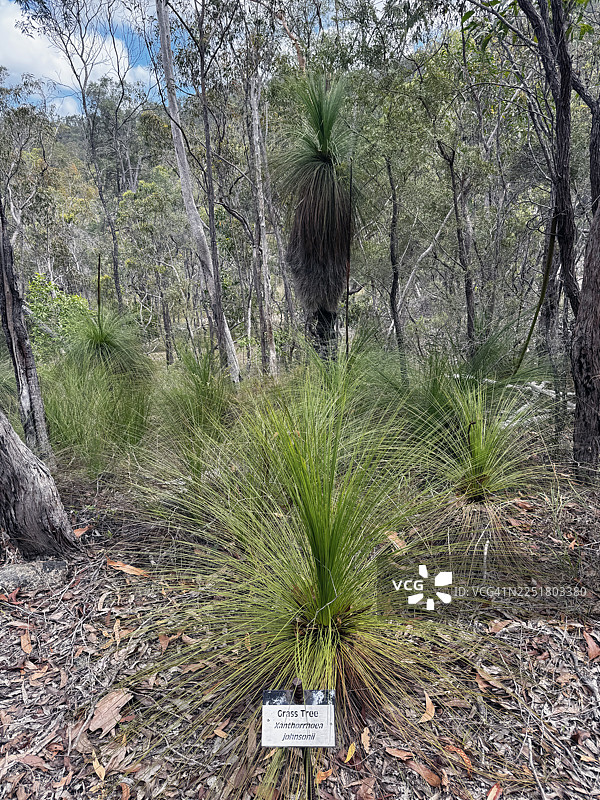 澳大利亚昆士兰的黑草树图片素材
