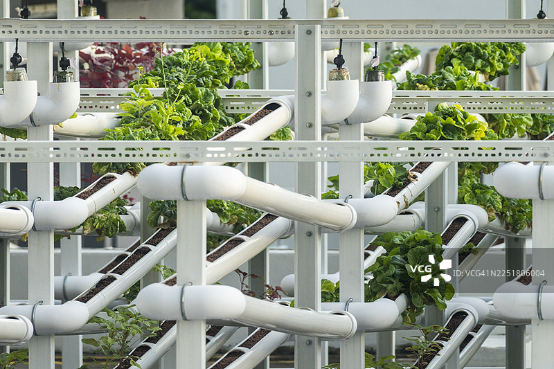 新加坡的可持续生活，展示屋顶种植和蔬菜生长图片素材