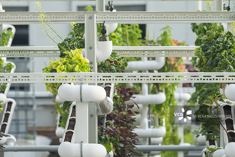 新加坡可持续生活，展示屋顶种植和蔬菜生长图片素材
