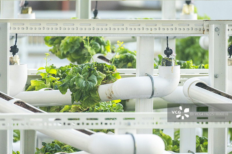 新加坡的可持续生活，展示屋顶种植和蔬菜生长图片素材