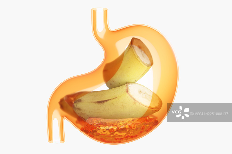 白色背景下，透明胃中的一块新鲜香蕉，带有胃液的特写图片素材