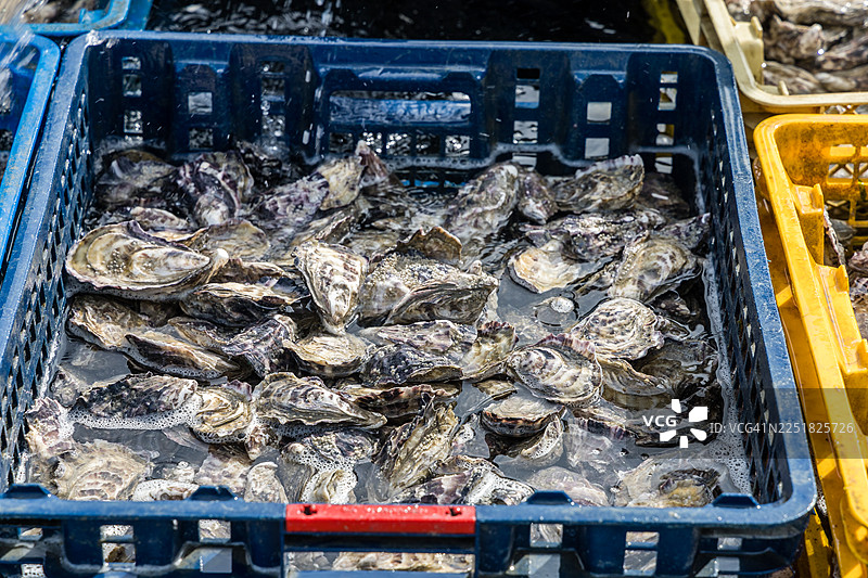 浅水中装满活的坎卡尔生蚝的板条箱图片素材