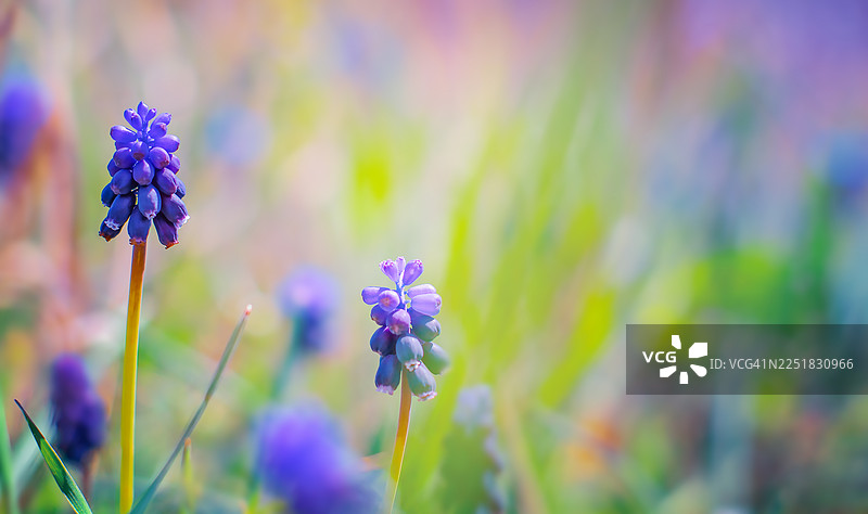 春天的葡萄风信子花图片素材