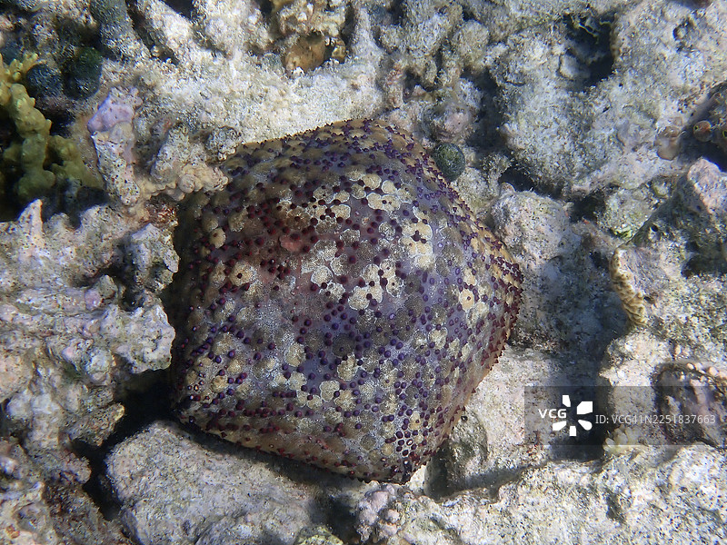 刺冠海星（Culcita schmideliana），马尔代夫埃里亚杜岛图片素材
