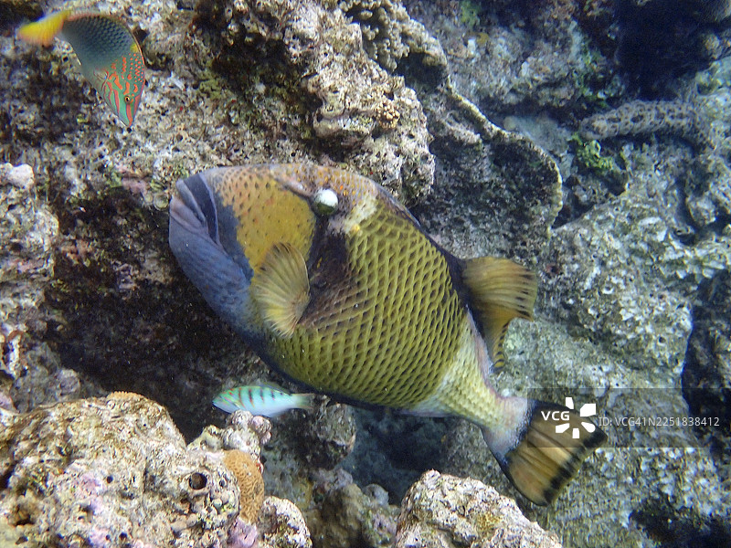 绿胸眶眶鱼（Titan triggerfish），马尔代夫埃里亚杜岛图片素材