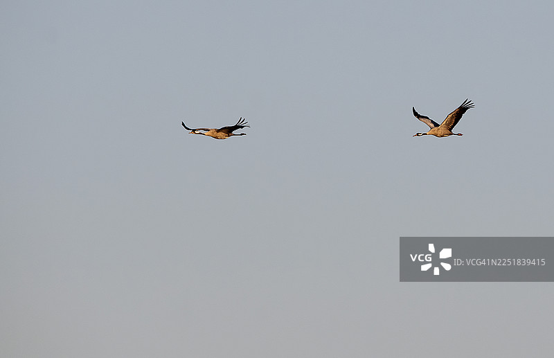 丹顶鹤图片素材