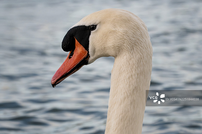 天鹅特写图片素材