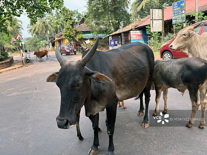 一群牛在印度果阿邦班多拉的马哈拉克希米神庙附近过马路。图片素材