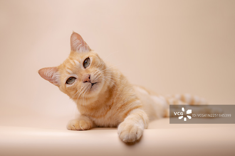 可爱的猫咪姿势，猫咪坐在粉彩色背景上，好奇地望着。图片素材