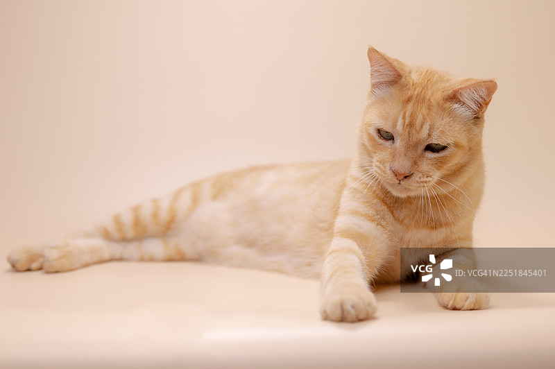 可爱的猫咪造型，猫咪坐在粉彩背景上，好奇地张望。图片素材