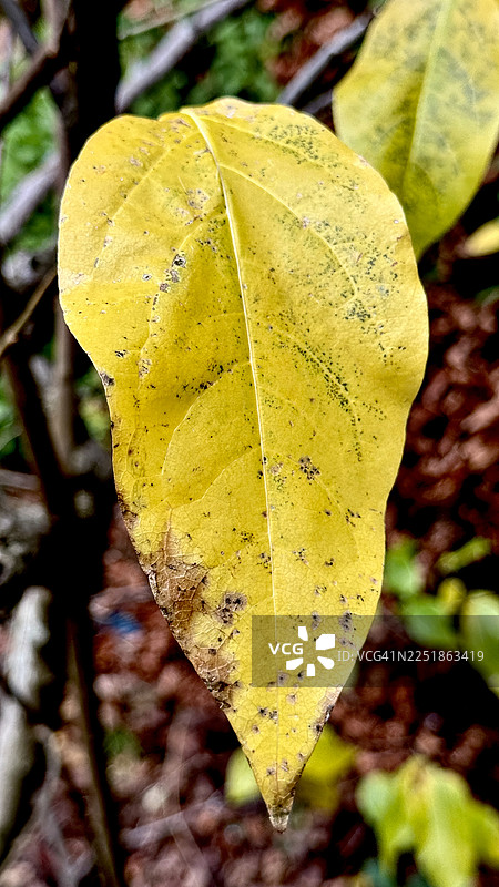 近距离特写秋季叶子发黄的冬梅植物图片素材