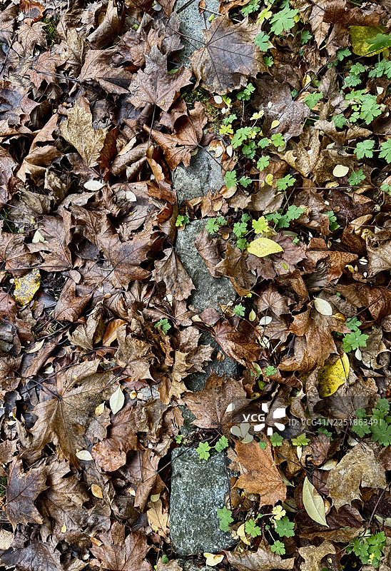 秋景 - 挪威枫叶正在分解，酢浆草穿插生长，上面还有一片黄色的核桃叶图片素材