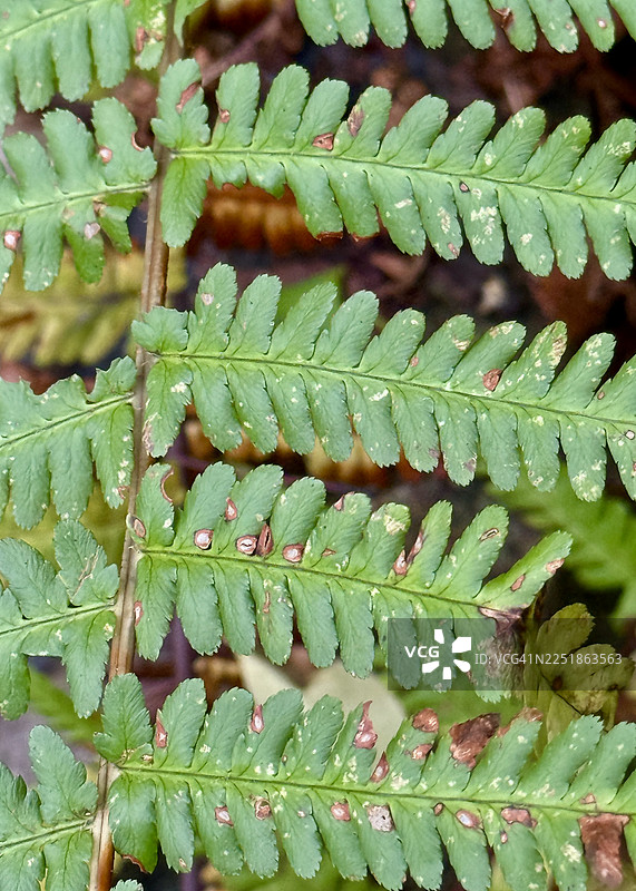 秋天的场景，绿色的蕨类植物呈现出秋天的色彩，特写镜头图片素材