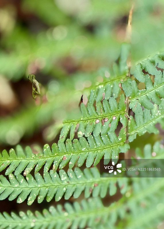 秋天的景象，雄性绿色蕨类植物，色彩呈现秋季色调，特写镜头图片素材