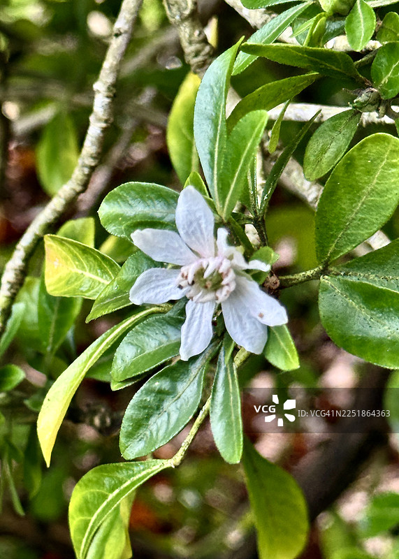 墨西哥橙树叶特写图片素材
