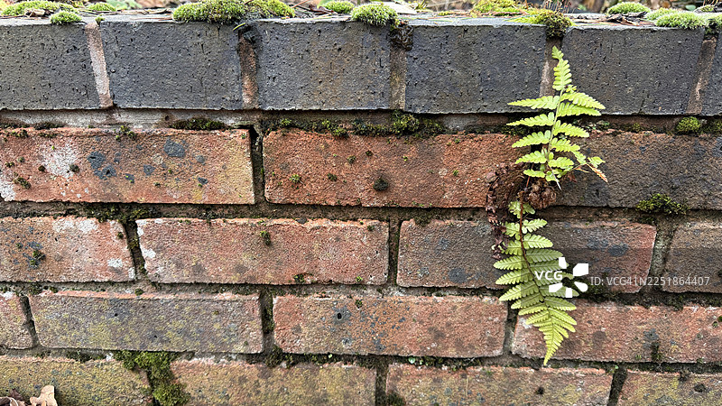 秋天的景象，绿色的蕨类植物呈现出秋天的色彩，特写镜头图片素材