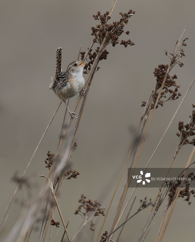 草鹪鹩图片素材