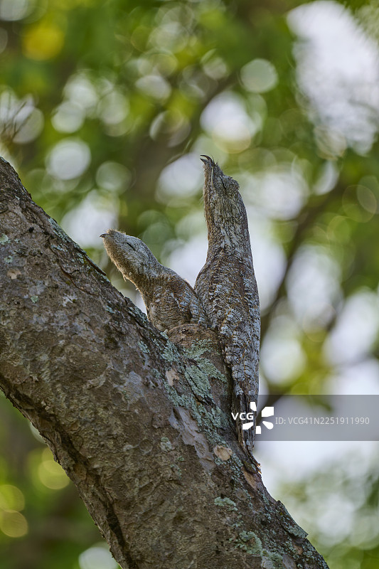 一只成年鸟和一只幼鸟栖息在树枝上，被树皮伪装，周围环绕着叶子，大长尾林鸱（Nyctibius grandis），巴西马托格罗索州潘塔纳尔，南美洲图片素材