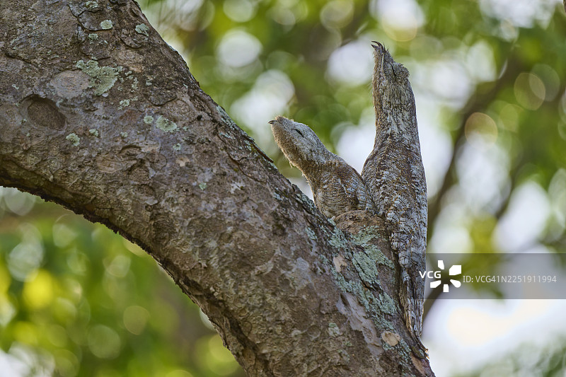 一只成年巨日鸲鹟（Nyctibius grandis）带着幼鸟栖息在树枝上，树皮提供了伪装，周围环绕着绿叶，地点位于巴西马托格罗索的潘塔纳尔湿地，南美洲。图片素材
