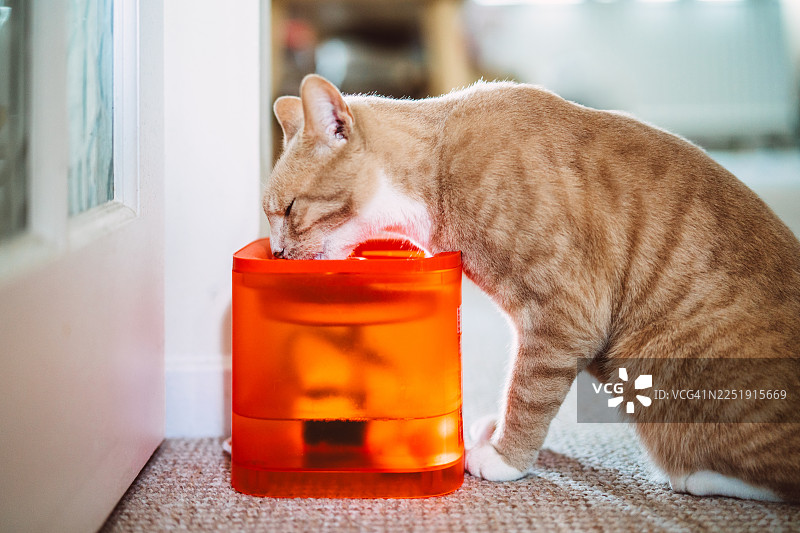 家里的猫咪正在自动宠物饮水机喝水图片素材