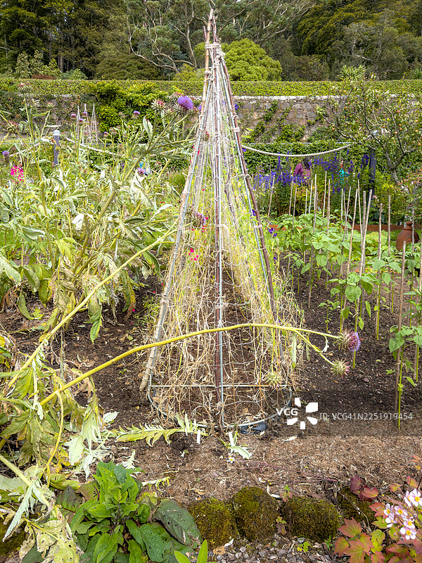 花园棚架和朝鲜蓟植株图片素材