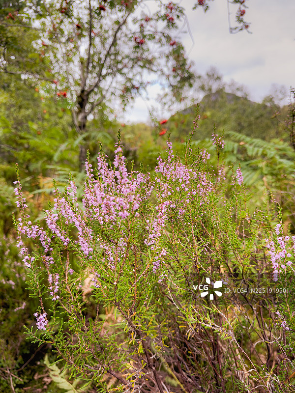 盛开的野生石楠花特写图片素材