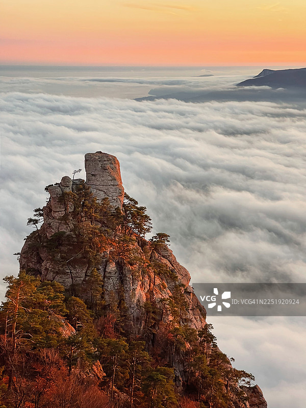 松树和悬崖旁的雄伟山峰从日落时的云海中升起图片素材
